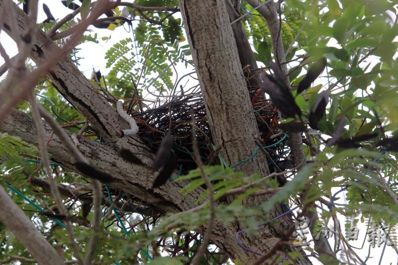 乌鸦为了筑巢，还会经常“潜入”民宅家叼走各种铁丝、衣架，图中的鸟巢可见不少来自民宅常用的导电线、铁线及衣架。