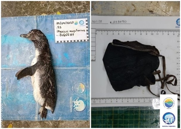 环保组织人员在企鹅的胃部取出一个口罩。（互联网照片）