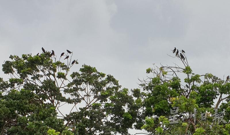 每逢雨后，乌鸦数量也会大幅减少，图为十余只乌鸦站在枝头上歇息。