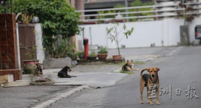 霹雳州政府正视流浪狗课题，正策划拟定一套处理流浪狗的SOP供各地方政府统一采用。

