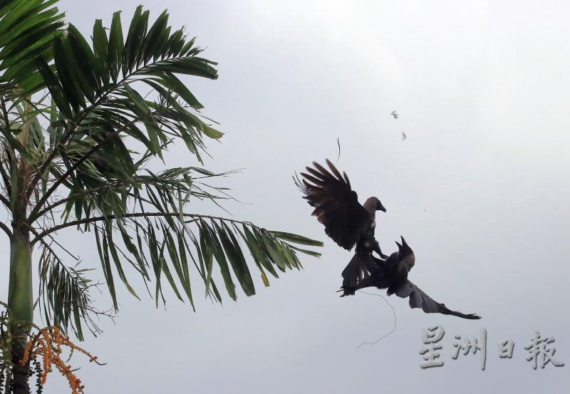 乌鸦经常为了抢食而打架，路上鸟尸轻易可见，令人感到恶心。