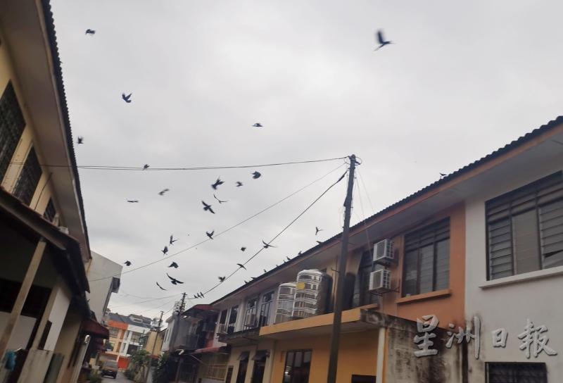 傍晚雨后，不少回巢避雨的乌鸦纷纷出动，民宅上空有“乌鸦大军”飞过。