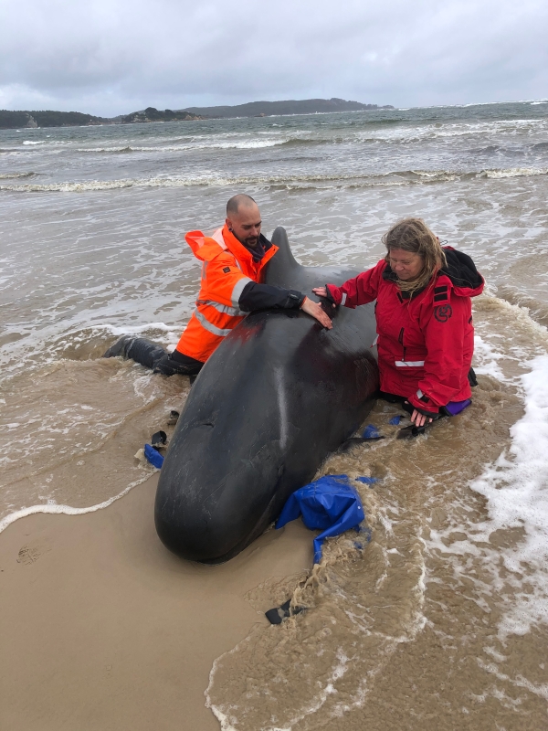 2名救援人员解救一只搁浅的鲸鱼。   