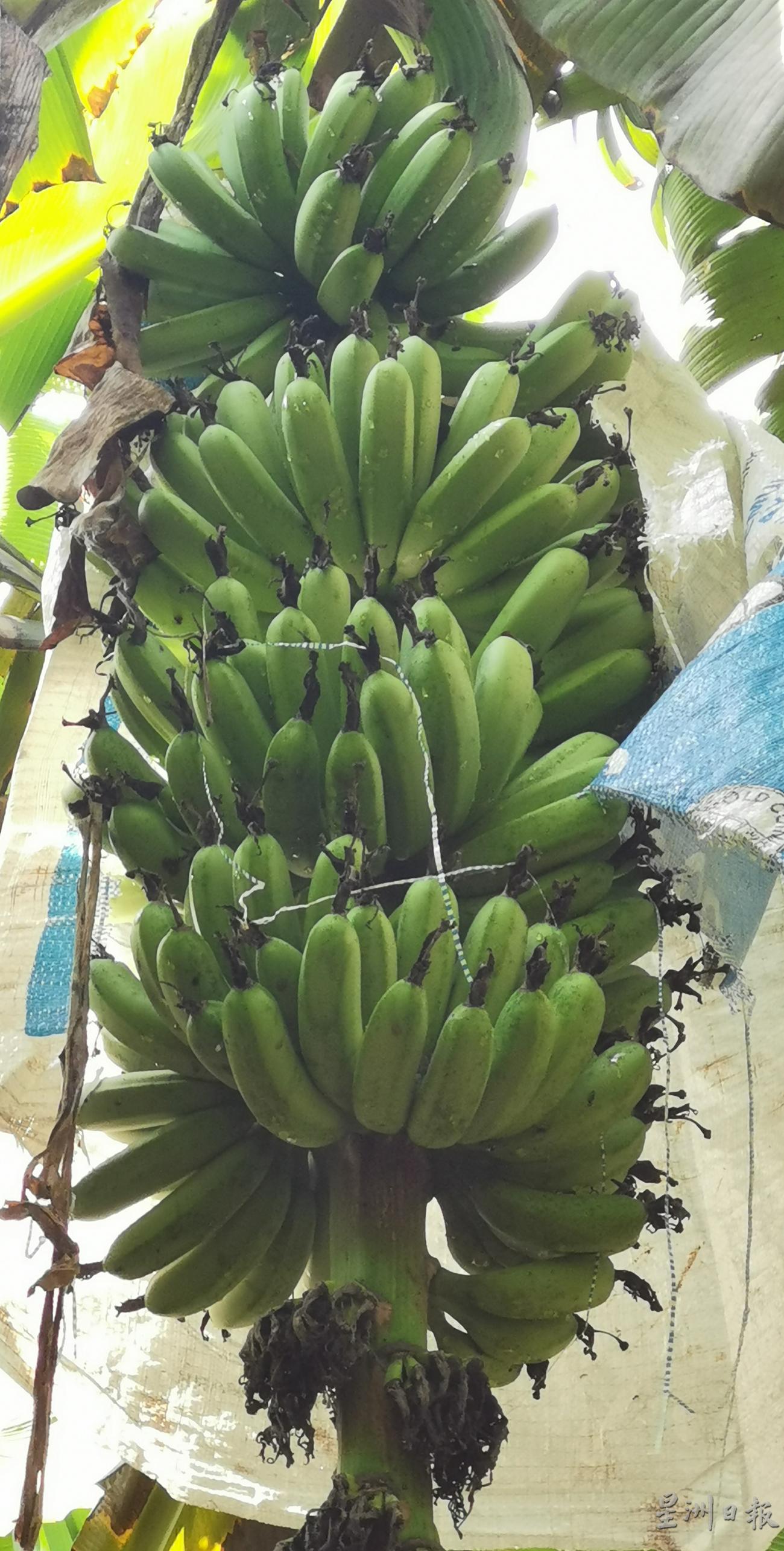长得健康正常的红肉蕉，每串的重量可达到20公斤。