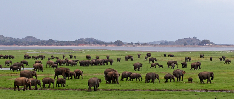 距科伦坡约190公里的米内日亚国家公园是游客观察野象群的理想场所。（美联社照片）