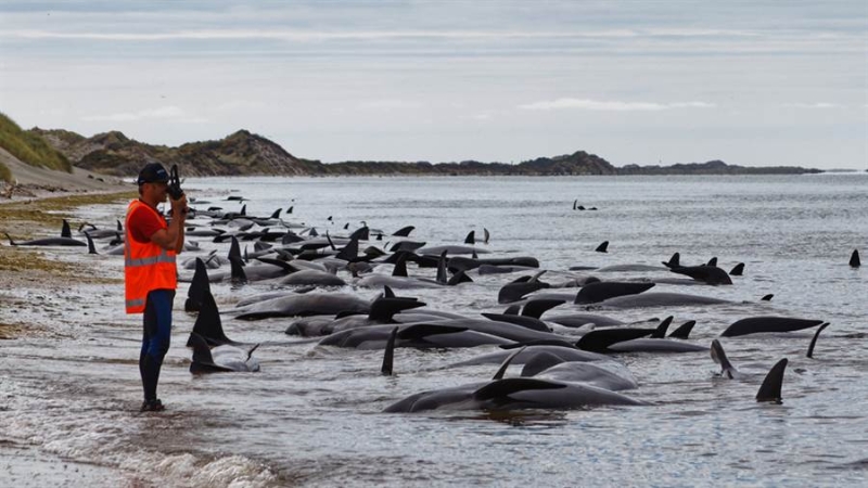 鲸鱼喜群居，一两头鲸鱼的意外事故，就可能导致整个鲸群搁浅。