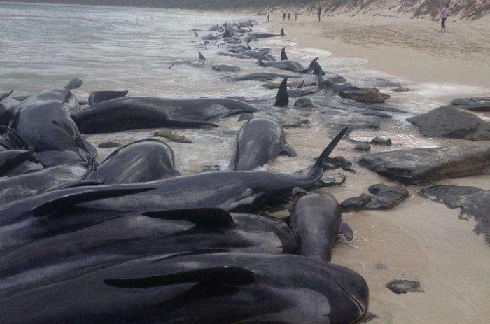 澳洲官员开始设法处理近400具鲸鱼尸体的严峻任务。