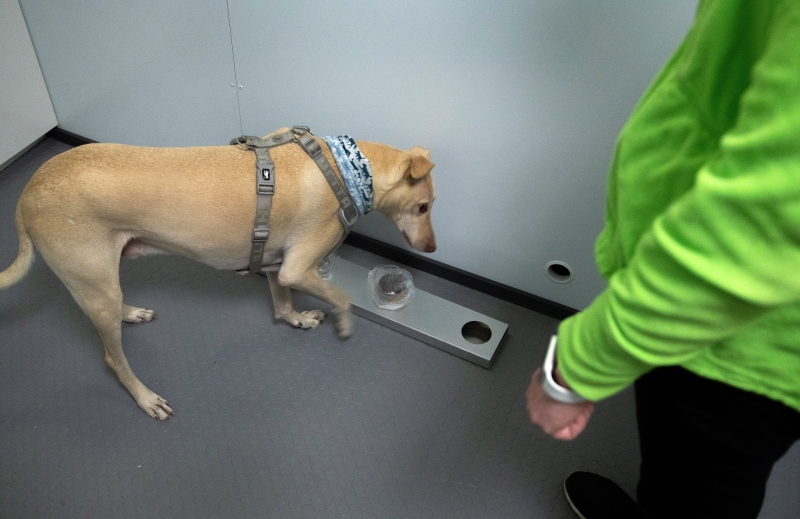 嗅探犬在其管理者引导下嗅闻样本并进行辨别。（欧新社照片）
