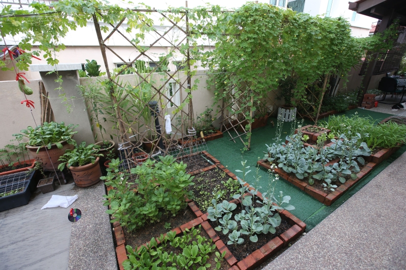 何玉玲喜欢整齐干净，于是使用砖头和竹架子规划菜园的每个区域。 图为菜园的左侧。
