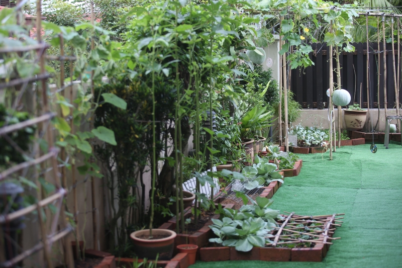 何玉玲喜欢整齐干净，于是使用砖头和竹架子规划菜园的每个区域。 图为菜园的右侧。