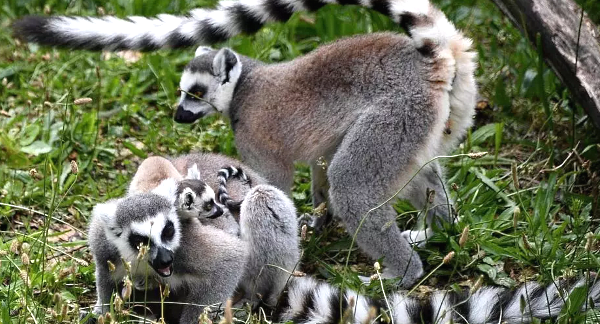 Many Madagascan species are under threat, like these ring-tailed lemurs in a Paris zoo. AFP