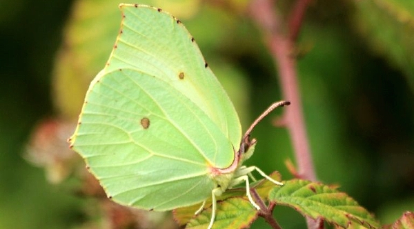 The study found that bigger, pale-colored butterflies, like this Brimstone, are better at thermoregulation. AFP