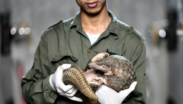 Head keeper Tran Van Truong gently takes a curled-up pangolin into his arms, comforting the shy creature rescued months earlier from traffickers in Vietnam. AFP