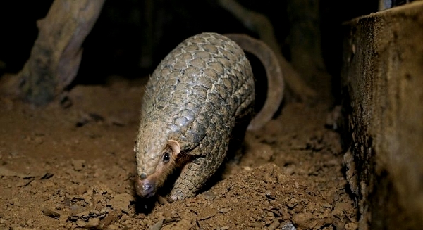 Pangolins are believed to be the world's most trafficked mammal. AFP