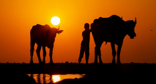A boy walks with his cattle by the marshes of the district of Chibayish in Dhi Qar province, about 120km northwest of Basra in southern Iraq. Iraq's southern marshes are blossoming thanks to a wave of ecotourists picnicking and paddling down their replenished river bends. AFP