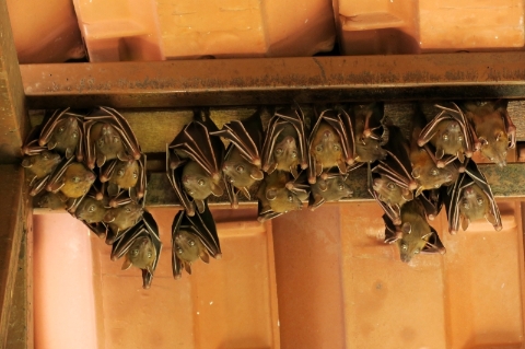 学校廊道屋顶下的短耳犬蝠（ Common Fruit Bat）。我觉得它们长得真好看。