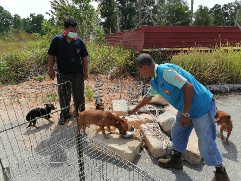 陈镁财(右)以食物安抚狗儿，待它们放下戒心后，才把狗儿诱导到笼子内。