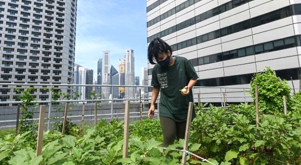 A worker tends to a rooftop farming patch atop the Raffles City mall in Singapore. AFP