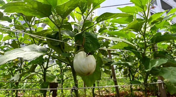 A casper eggplant growing in a rooftop garden above Raffles City mall in Singapore. AFP