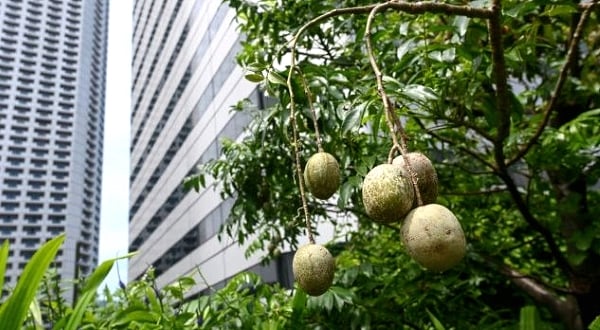 Tropical fruit kedondong grows in a rooftop garden in Singapore. AFP