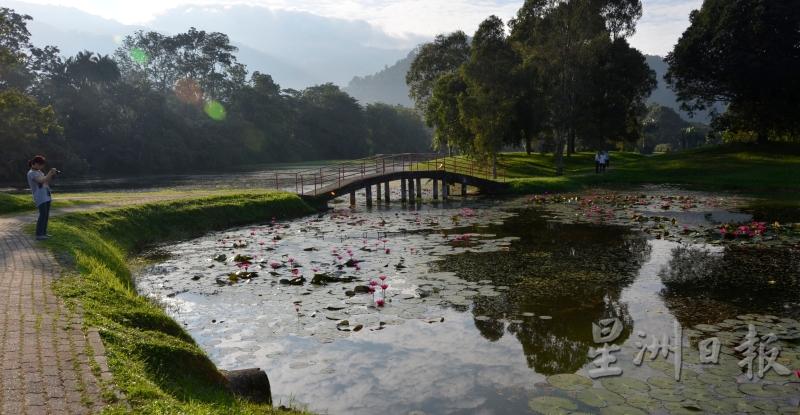 红睡莲开满湖，吸引游客前来猎景。