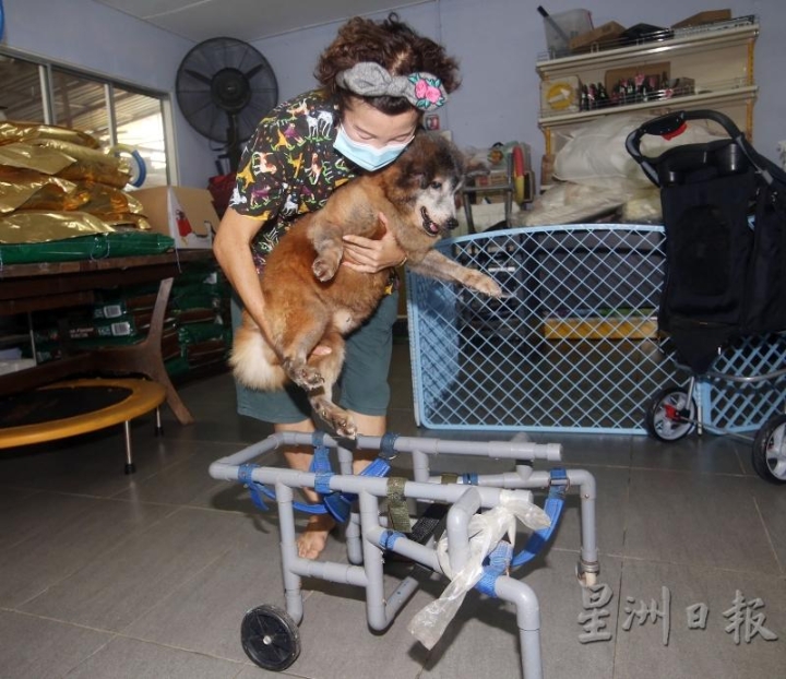 Rambo原本是被建议i要安乐死的病重狗，但在唐绣莲照顾下，如今长得胖嘟嘟，坐上轮椅后健步如飞。