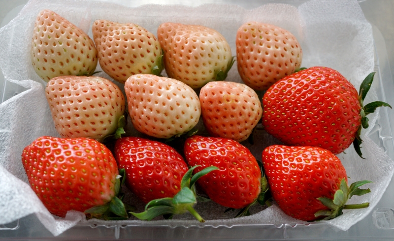 日本草莓在国内外赢得不俗口碑，即便是平均日产100公斤的草莓仍是供不应求。