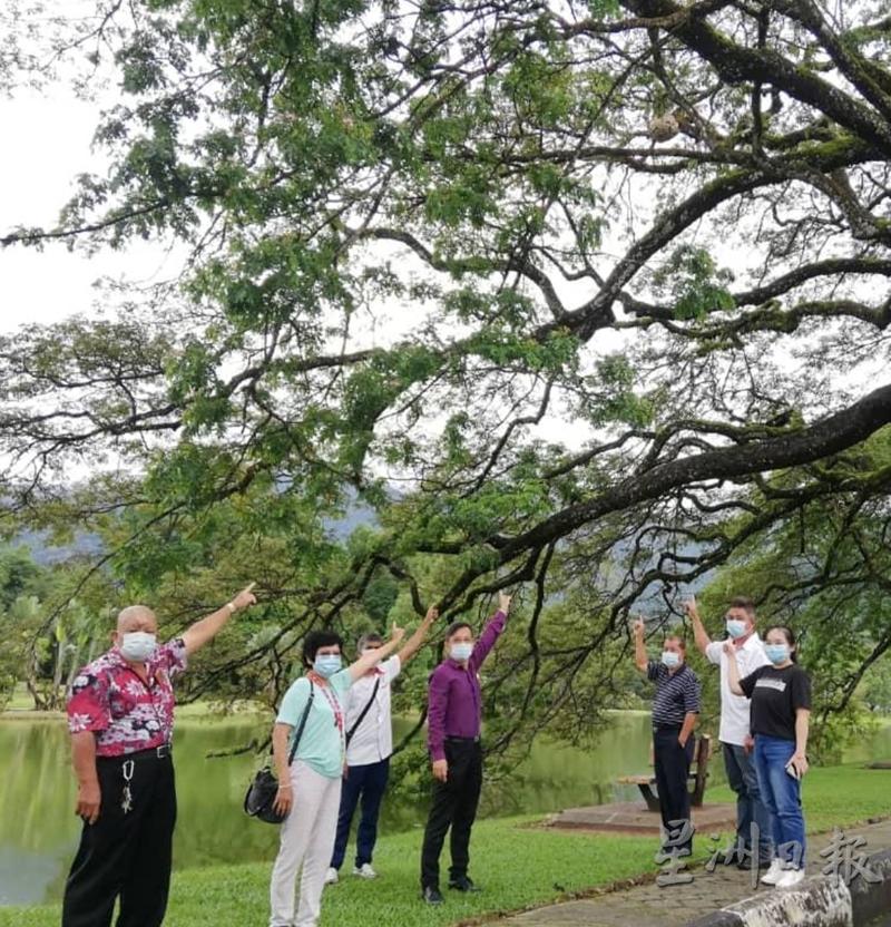 廖泰义(左四)联袂特工队和服务团队队员,视察太平湖雨树上的蜂巢,右二为苏宗文。