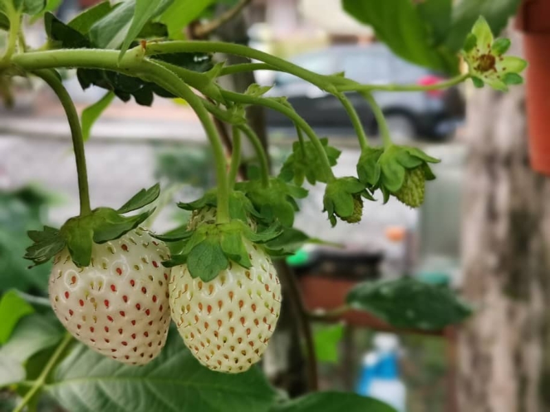 日本的白色草莓？不，这白色的草莓就在阙映红的家。