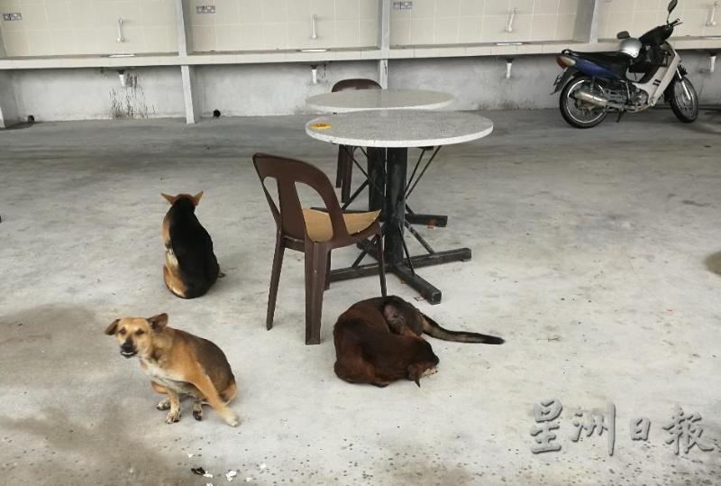 有人群的地方尤其食肆附近会出现许多流浪狗。