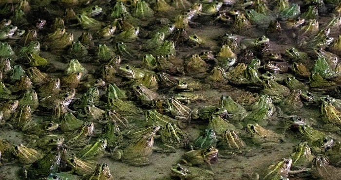 Frogs stand in a pond in a frog farm in Pierrelatte, south of Lyon, France. AFP