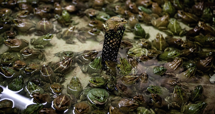 Frogs stand in a pond in a frog farm in Pierrelatte, south of Lyon, France. AFP