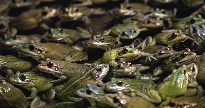 Frogs stand in a pond in a frog farm in Pierrelatte, south of Lyon, France. AFP