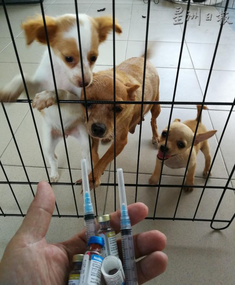 狗主应定期为竉物打预防针,避免它感染可致命的病症。