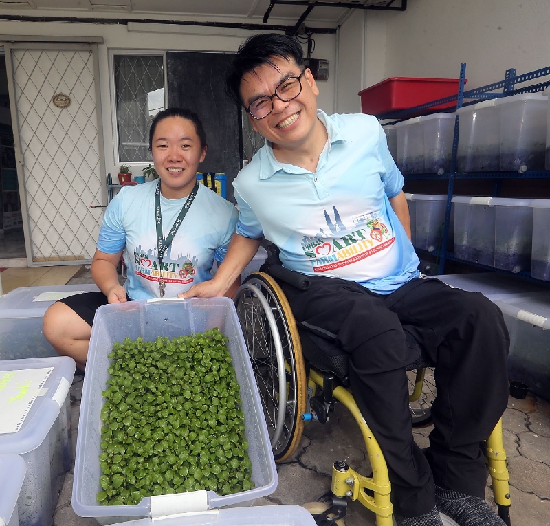 邓志成（右）与莫淑蕙展示塑料箱的有机蔬菜。