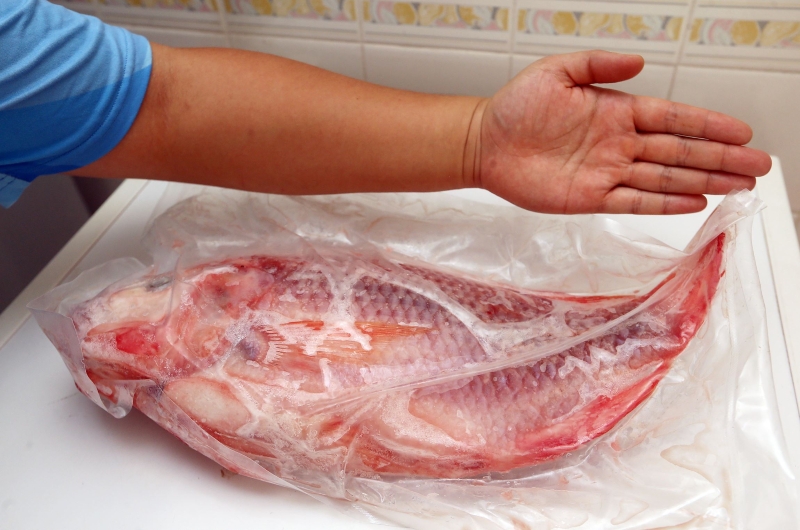 邓志成养殖的罗非鱼重达2公斤，可让一家八口享用。