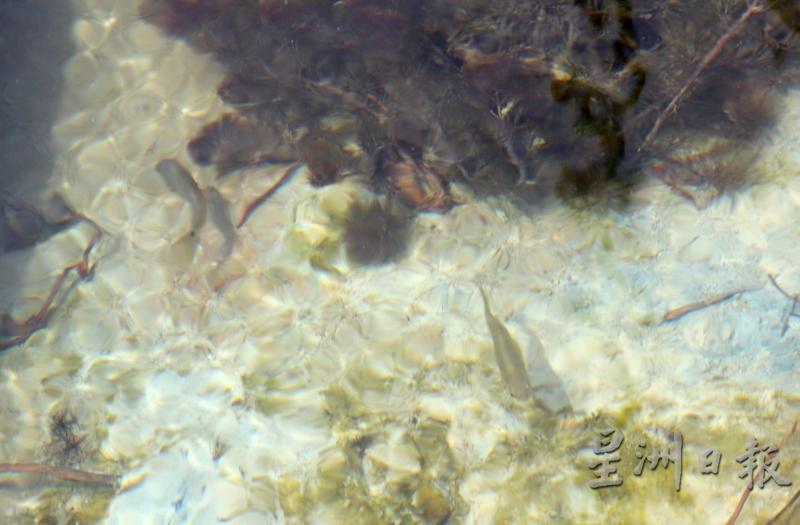 现在的吉双河依旧清澈，鱼儿同样自在悠游。