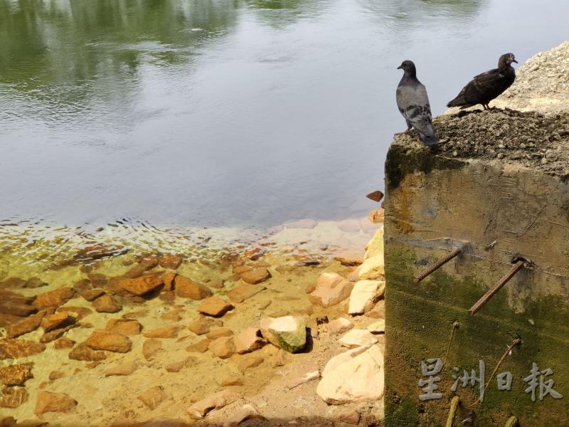 大自然美好起来了，吉双河也温柔起来了，于是很多鸽子也飞来了，这一切配合起来就是一种难以言喻的美。
