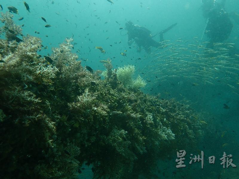 美里实务的珊瑚礁国家公园从本月15日起征收入门票，每人10令吉。