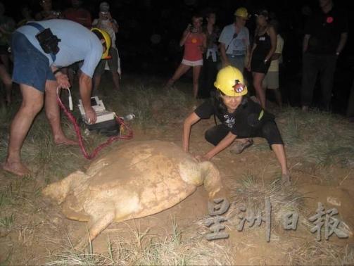 陈定兴在澳洲Mon Repos做研究，图中的海龟是赤蠵龟。（照片由受访者提供）