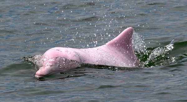 According to WWF, there are only about 2,000 pink dolphins left in the Pearl River Delta. AFP