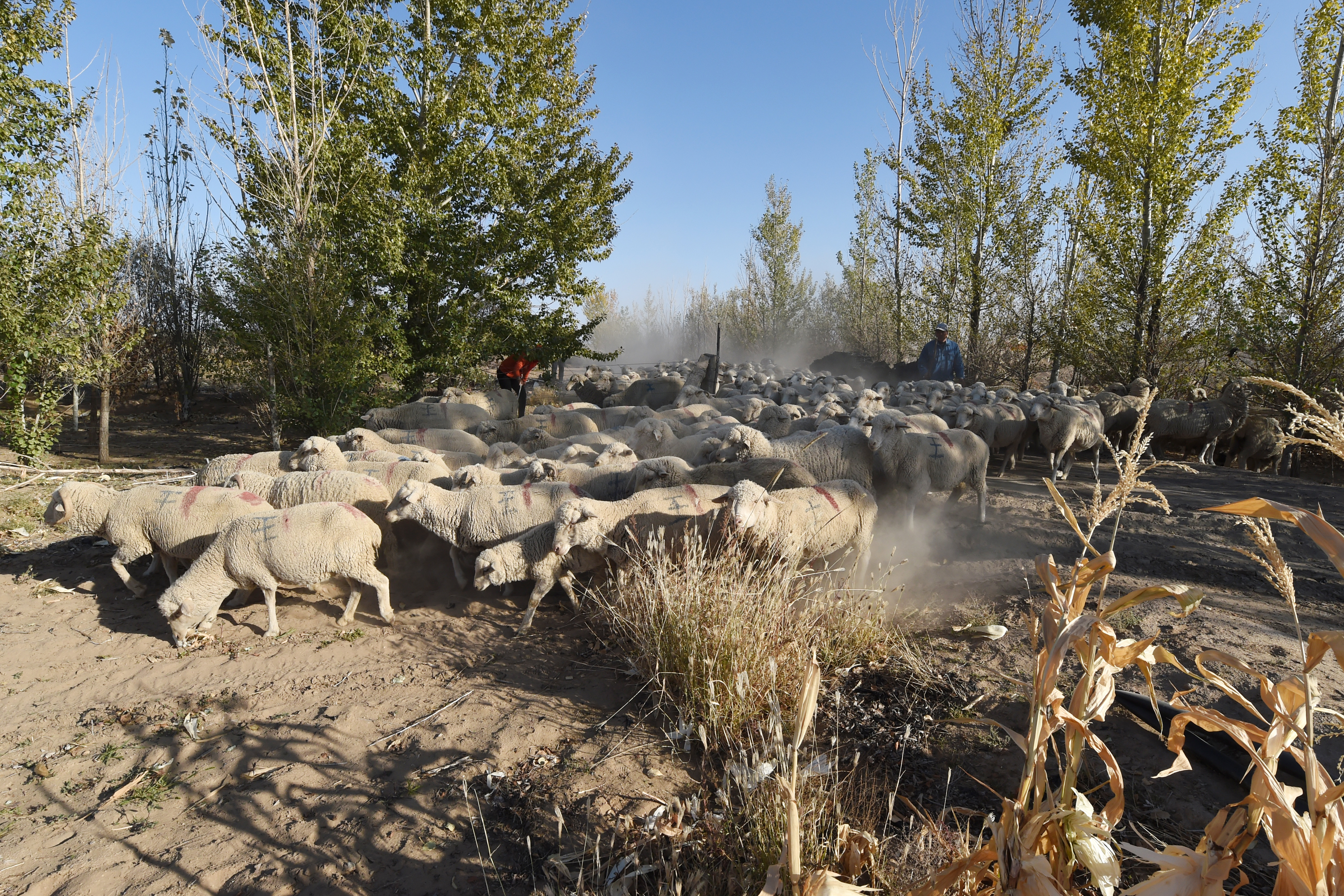 羊群的主人跟在后面，不需要指路，认路的领头羊自会带著羊群到目的地。