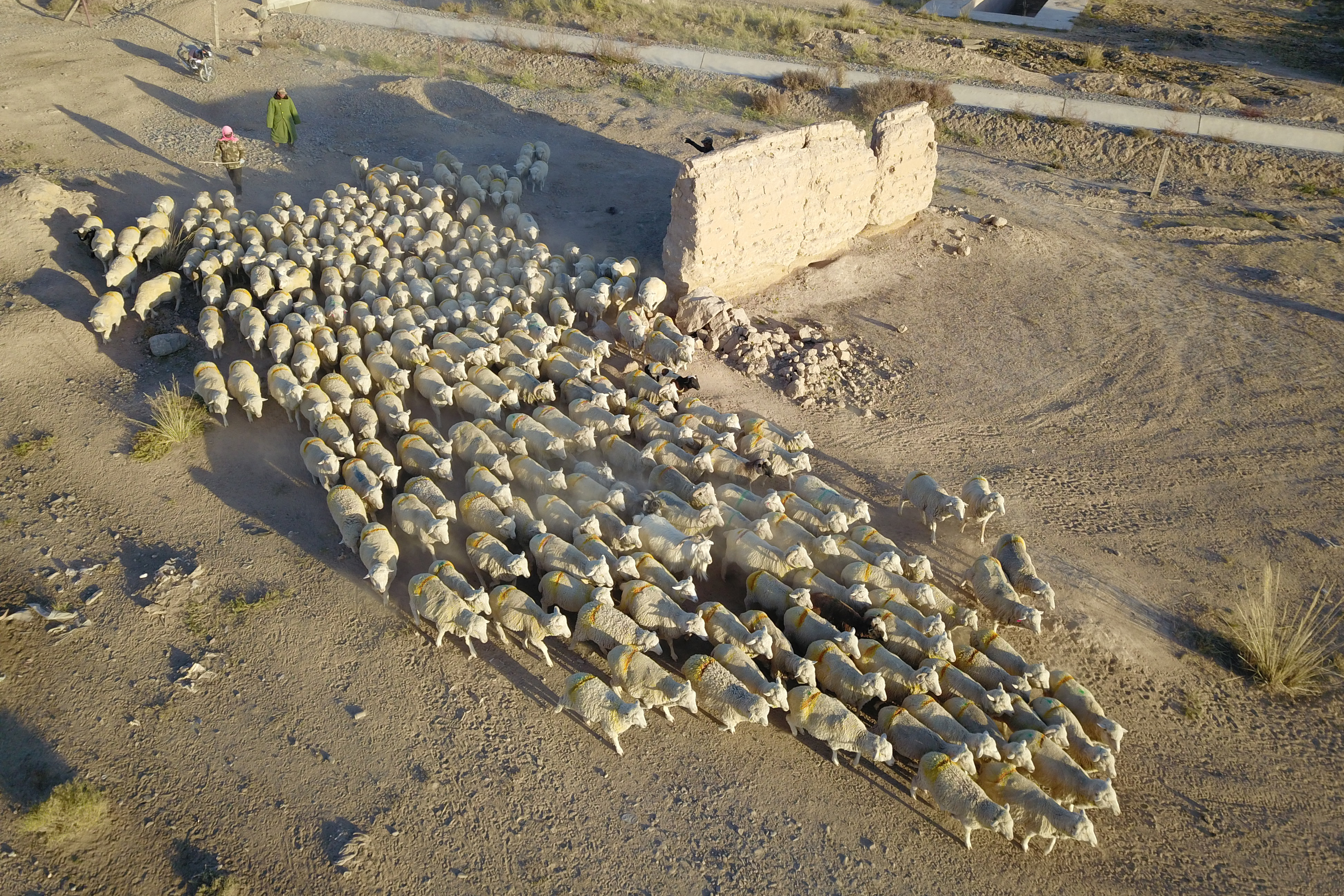 牧民们赶著羊群行走在茫茫戈壁滩上，徒步前往租借的玉米茬地进行冬季放牧。