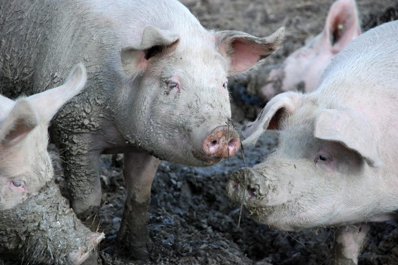 美国有研究指出，导致猪只出现肠胃道疾病的一种冠状病毒，也有可能传播给人类。（图：互联网）