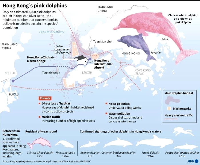 Back in the pink: Hong Kong dolphins enjoy rare quiet as pandemic halts ferries. AFP