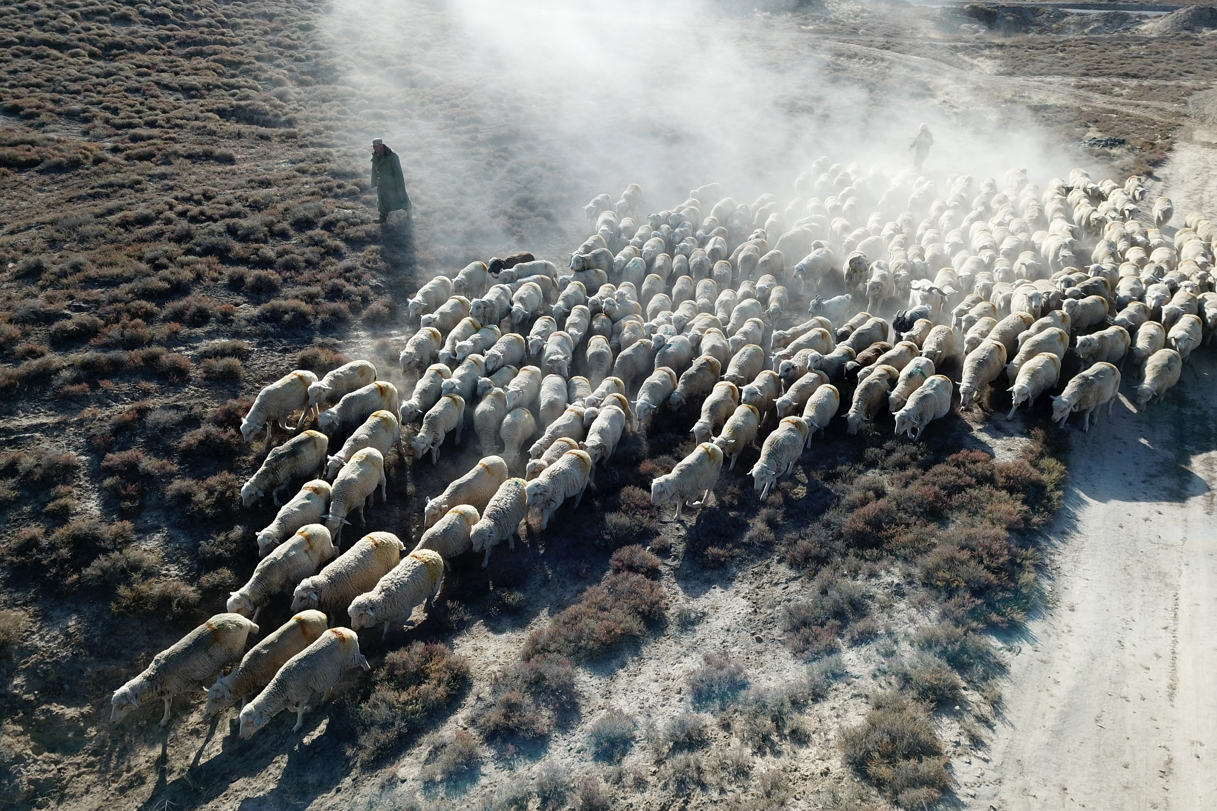 一大群羊紧紧的挨在一起，在路上依次前进。