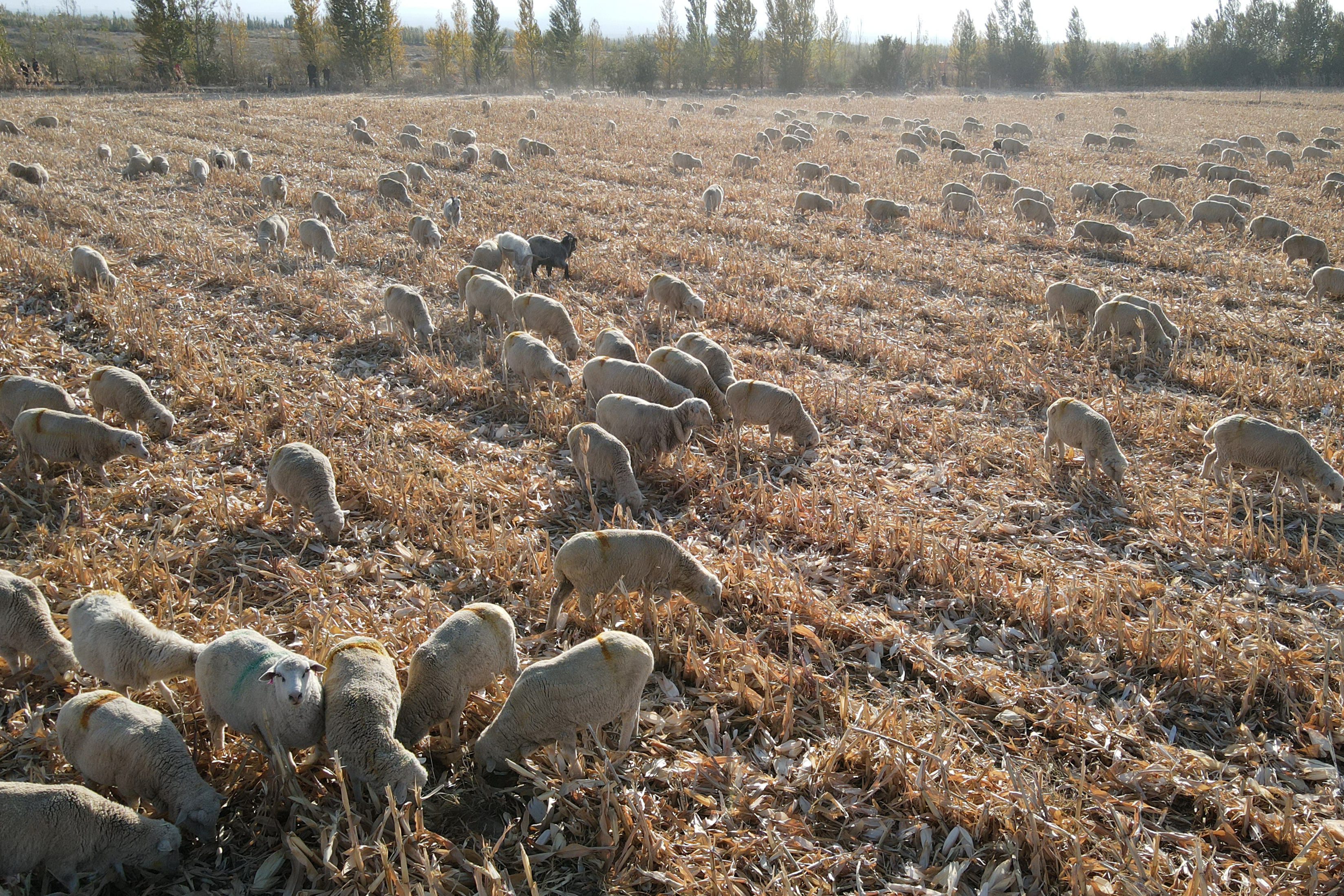 牧民在终点站玉米秸秆地放牧羊群。