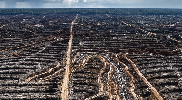 Forest clearance in Indonesia.