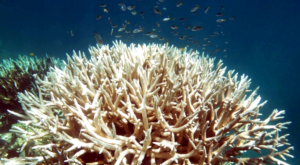Bleached coral reef on the Great Barrier Reef in Australia. AFP