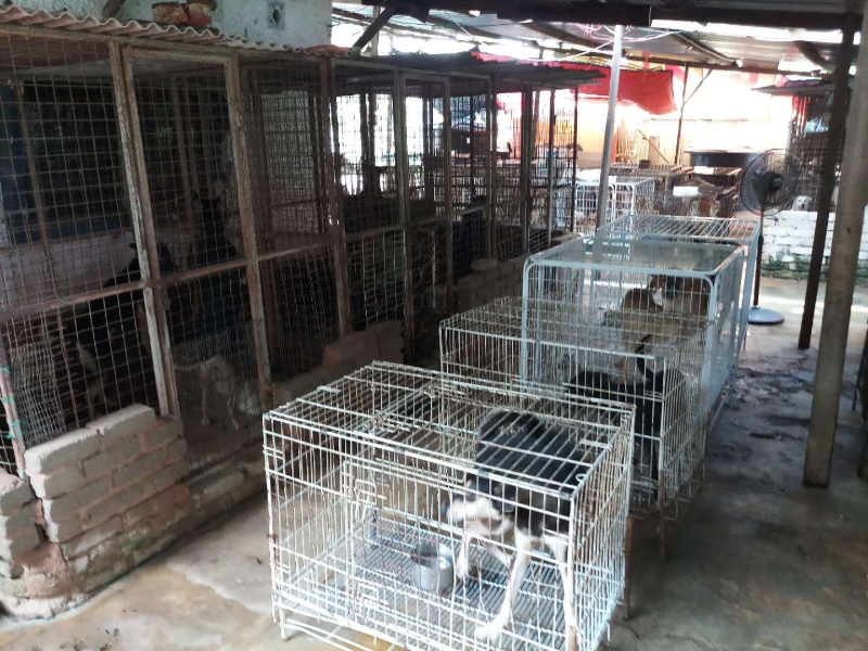 中心内有大约400只流浪狗，一些需要特别照顾的狗儿，就被关在笼子里。